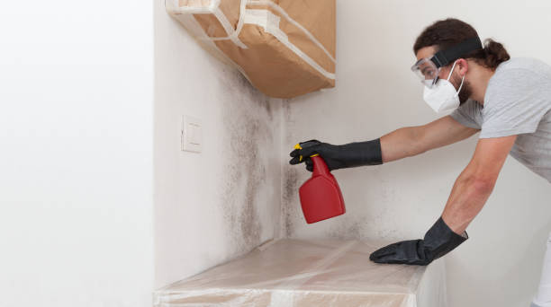 Professional Basement Mold Remediation technician working in Edgewater, MD