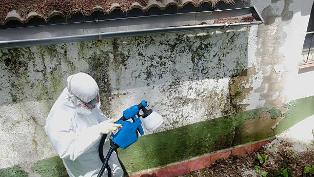 Top rated local Basement Mold Remediation specialists in Edgewater, MD